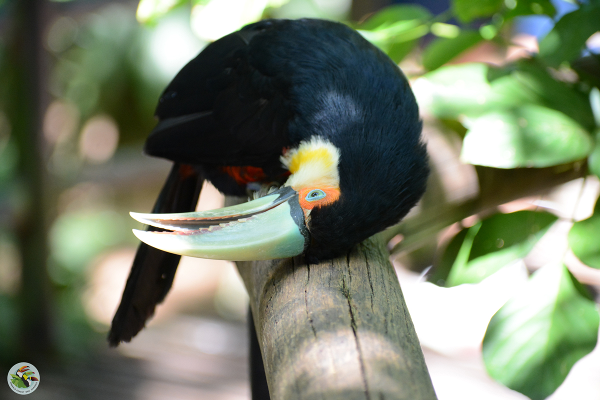 //emeraldforestbirdgardens.com/wp-content/uploads/2019/02/Red-Breasted-Toucan2.jpg