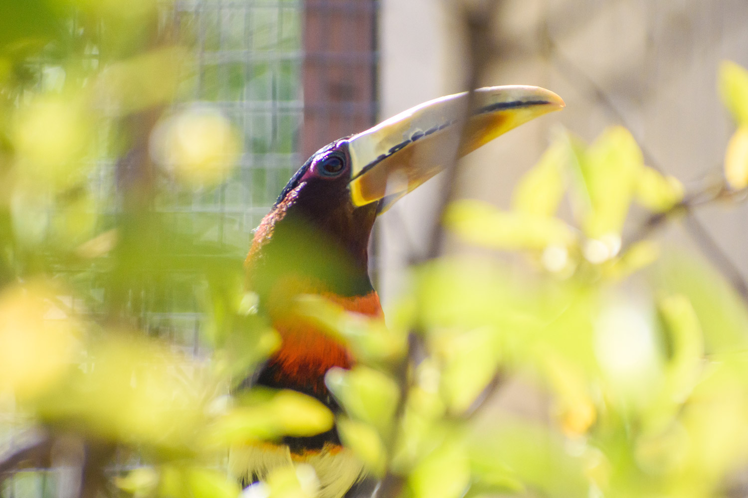 Ivory-billed aracari peeking out from behind the leaves