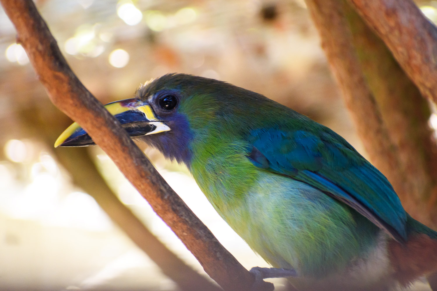 Blue-throated Emerald toucanet in a tree