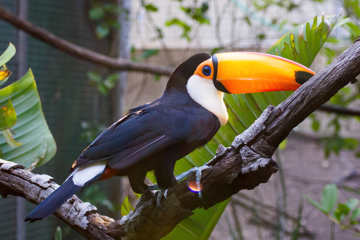 Toco toucan in the sunshine