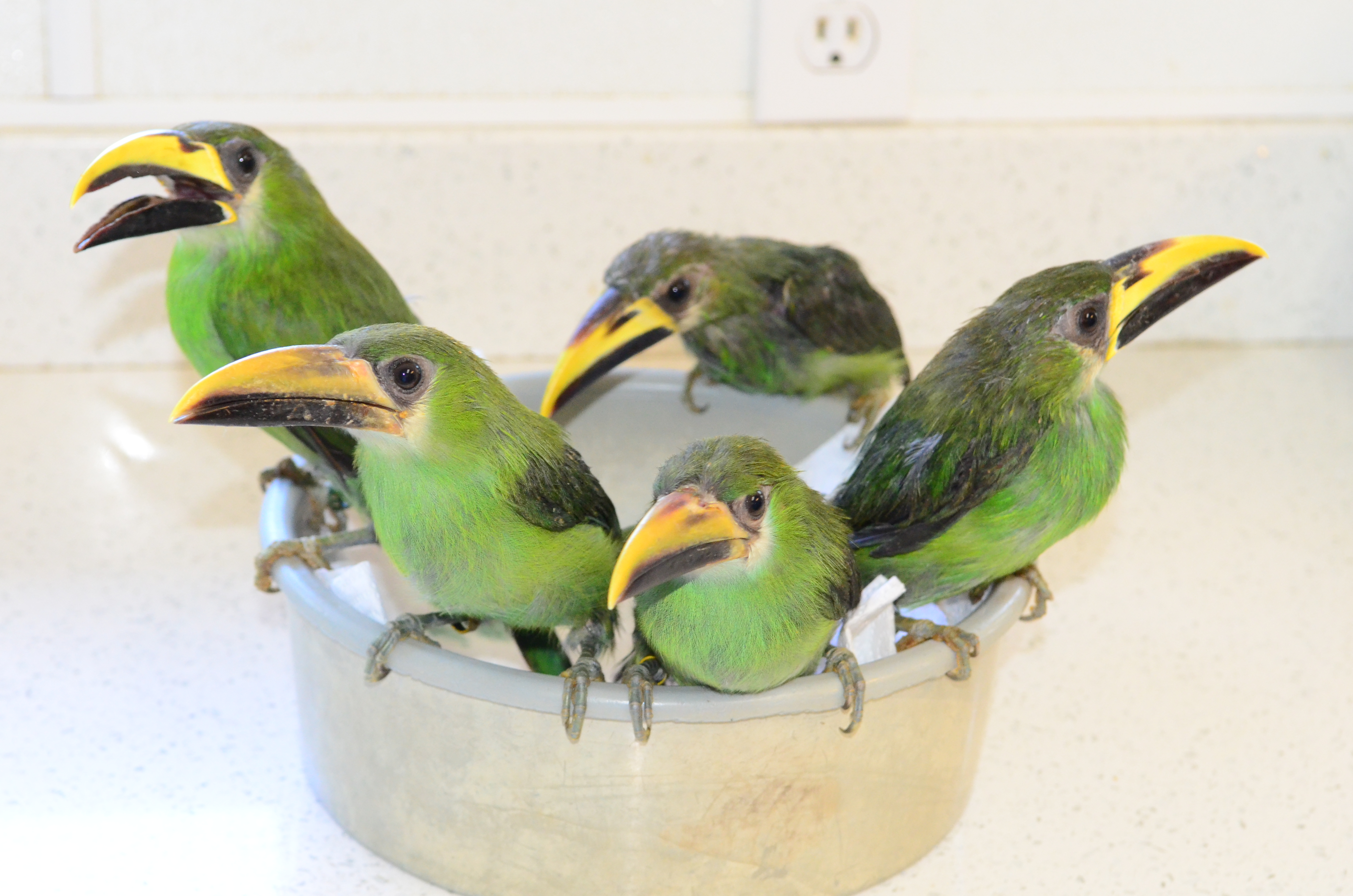 //emeraldforestbirdgardens.com/wp-content/uploads/2017/09/Emerald-Toucanet-and-Green-Aracari-Babies-026.jpg