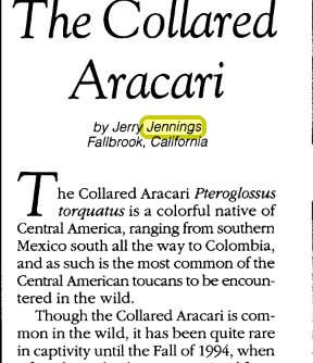 The Collared Aracari