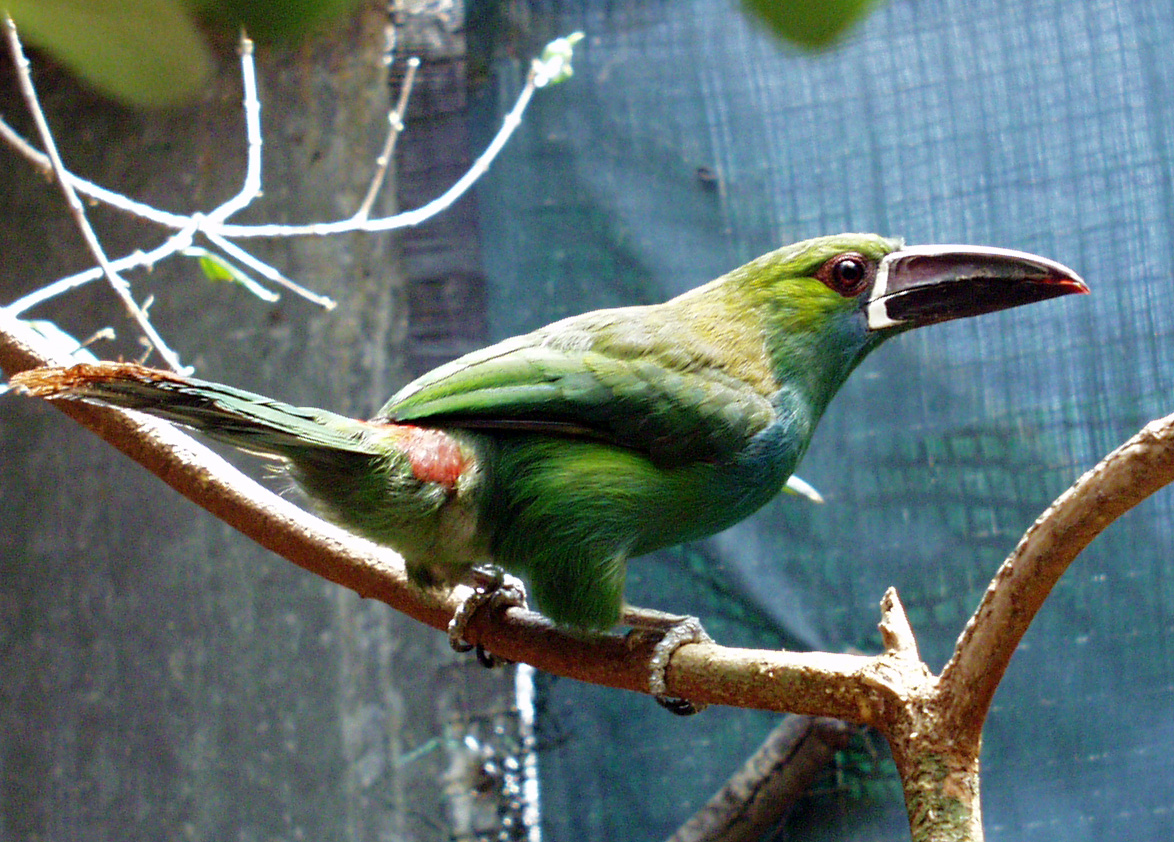 //emeraldforestbirdgardens.com/wp-content/uploads/2025/05/CRT-TEMP.jpg