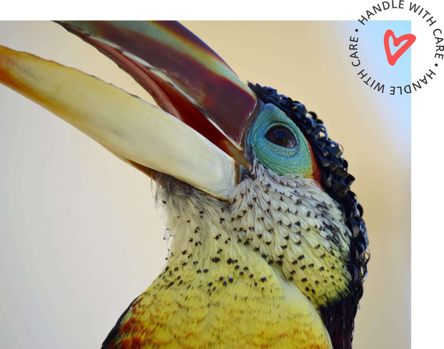 //emeraldforestbirdgardens.com/wp-content/uploads/2025/05/Curl-crested-CARE.jpg