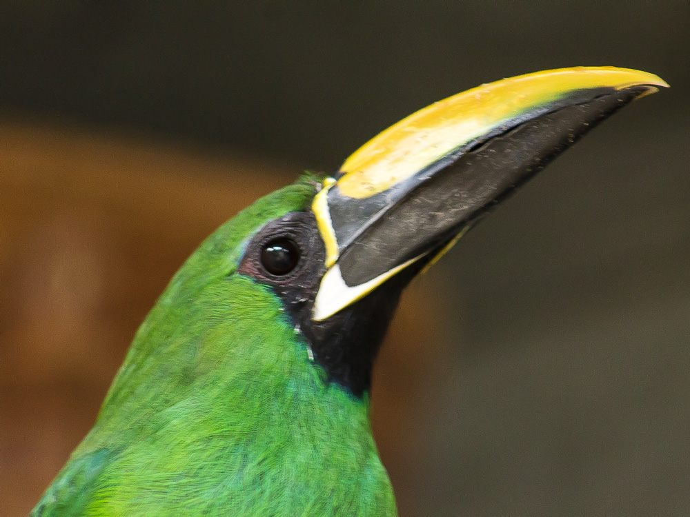 //emeraldforestbirdgardens.com/wp-content/uploads/2025/05/Emerald-SM.jpg
