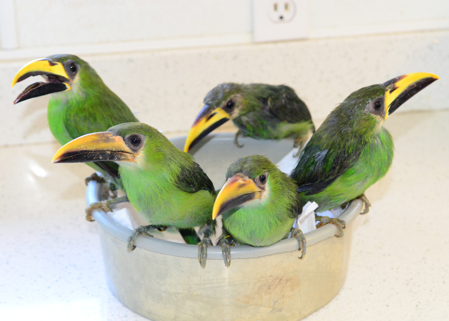 //emeraldforestbirdgardens.com/wp-content/uploads/2025/05/Emerald-toucanet-babies-bowl-cc.jpg