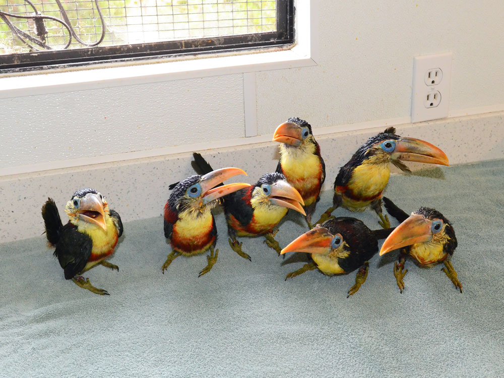 //emeraldforestbirdgardens.com/wp-content/uploads/2025/05/Internships-3-SM.jpg