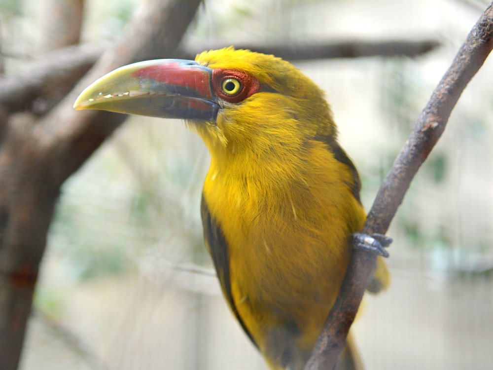 //emeraldforestbirdgardens.com/wp-content/uploads/2025/05/Saffron-SM.jpg