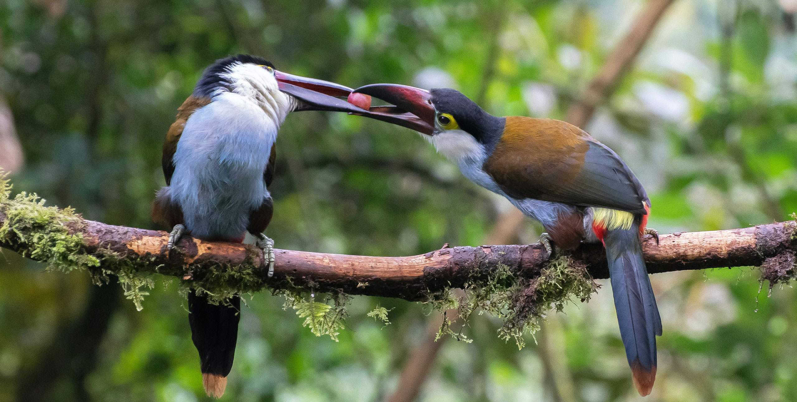 Raise Toucans