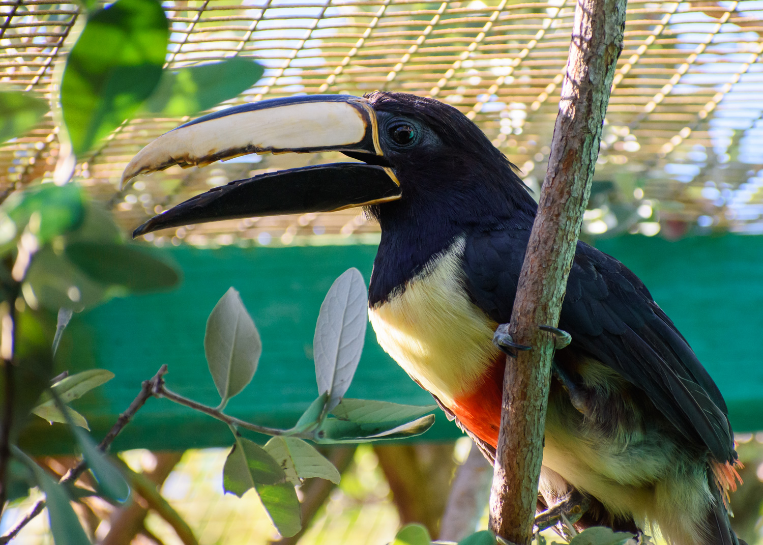 //emeraldforestbirdgardens.com/wp-content/uploads/2025/07/DSC_3602-Black-necked-Aracari.jpg