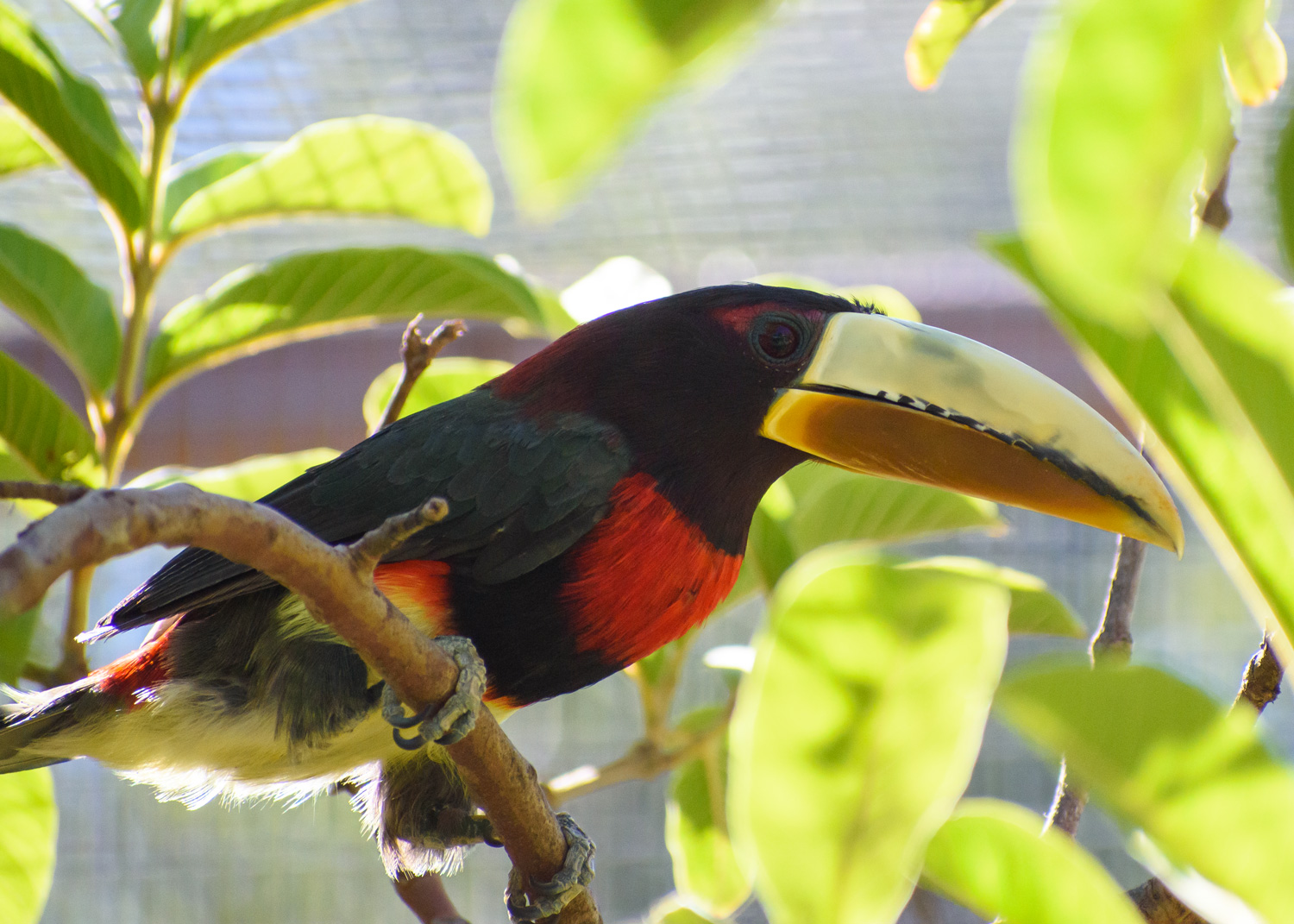 //emeraldforestbirdgardens.com/wp-content/uploads/2025/07/DSC_3640-Ivory-billed-Aracari.jpg