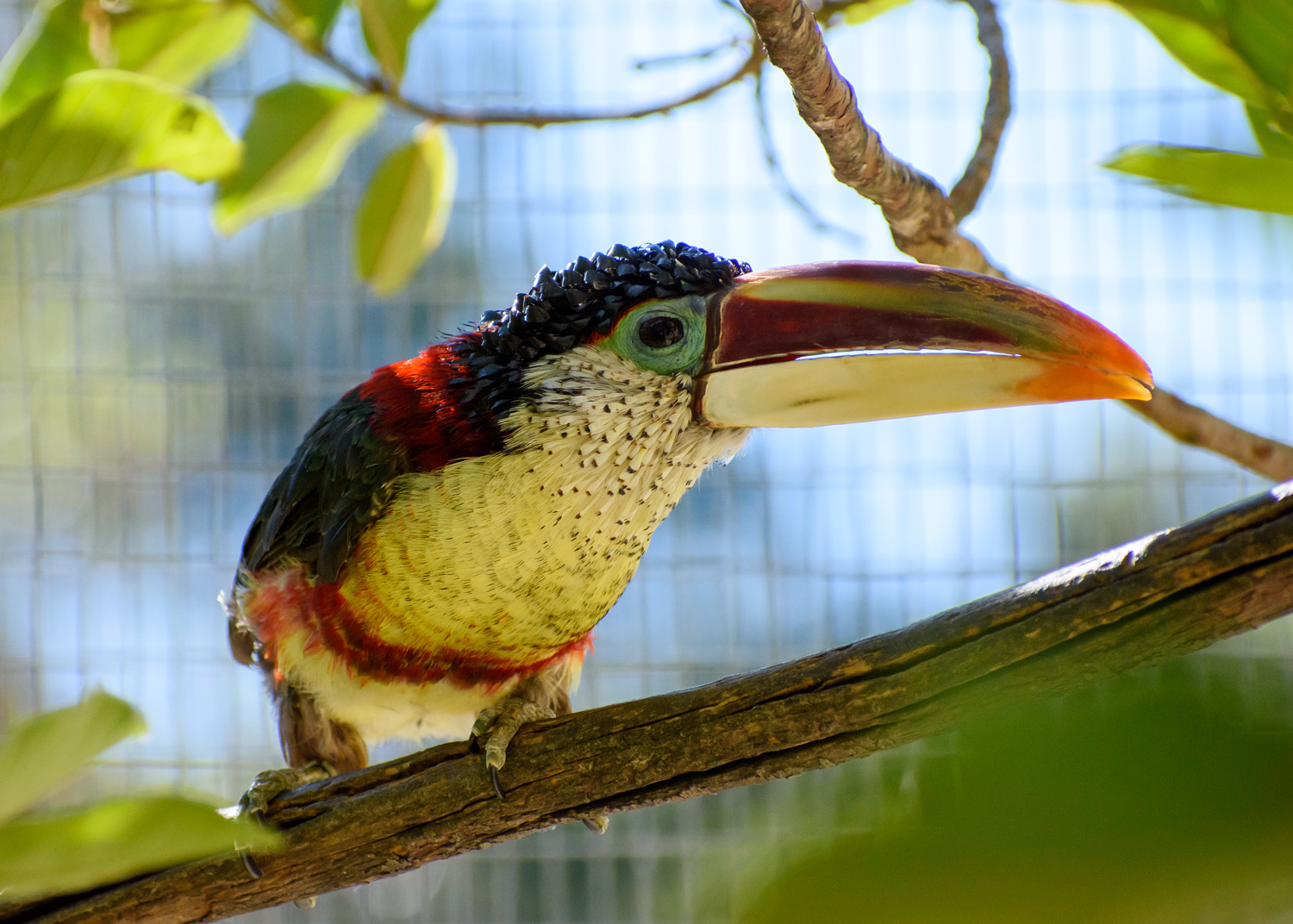 //emeraldforestbirdgardens.com/wp-content/uploads/2025/07/DSC_3656-Curl-crested-Aracari.jpg