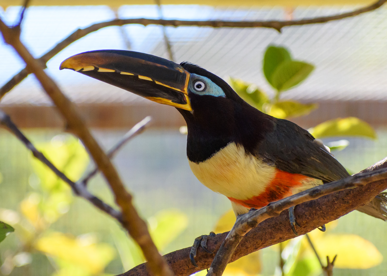 //emeraldforestbirdgardens.com/wp-content/uploads/2025/07/DSC_3751-Chestnut-eared-Aracari.jpg