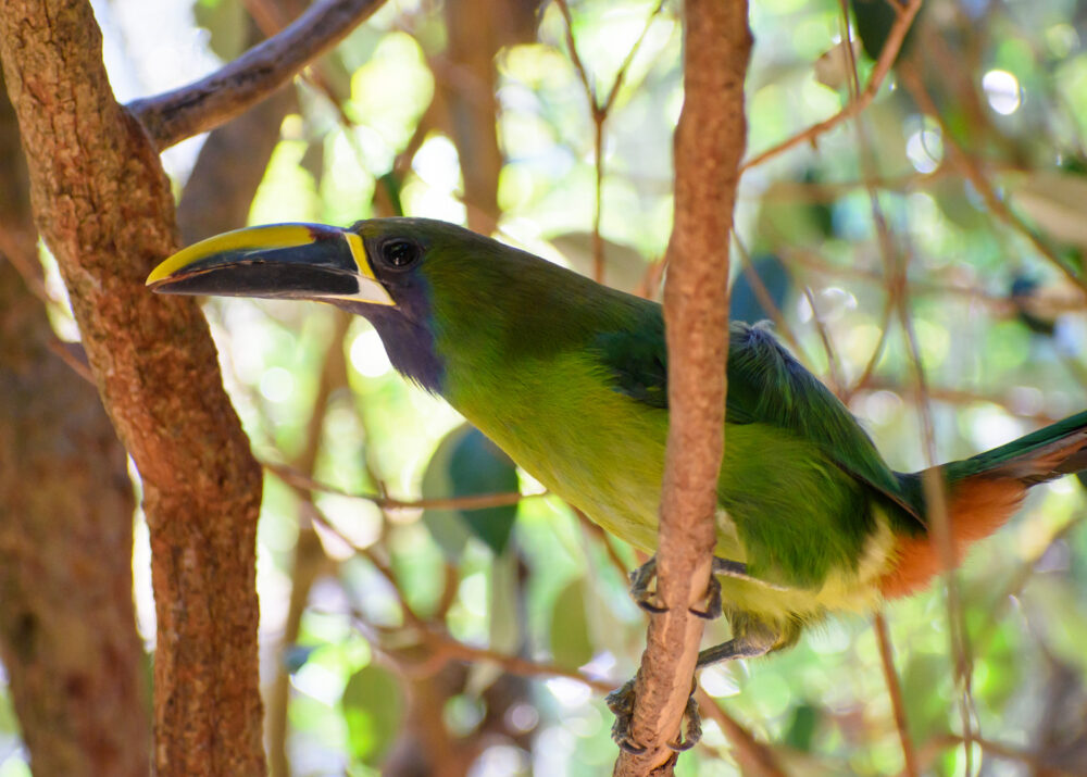 https://emeraldforestbirdgardens.com/wp-content/uploads/2025/07/DSC_3815-Blue-faced-Emerald-Toucanet-1000x715.jpg