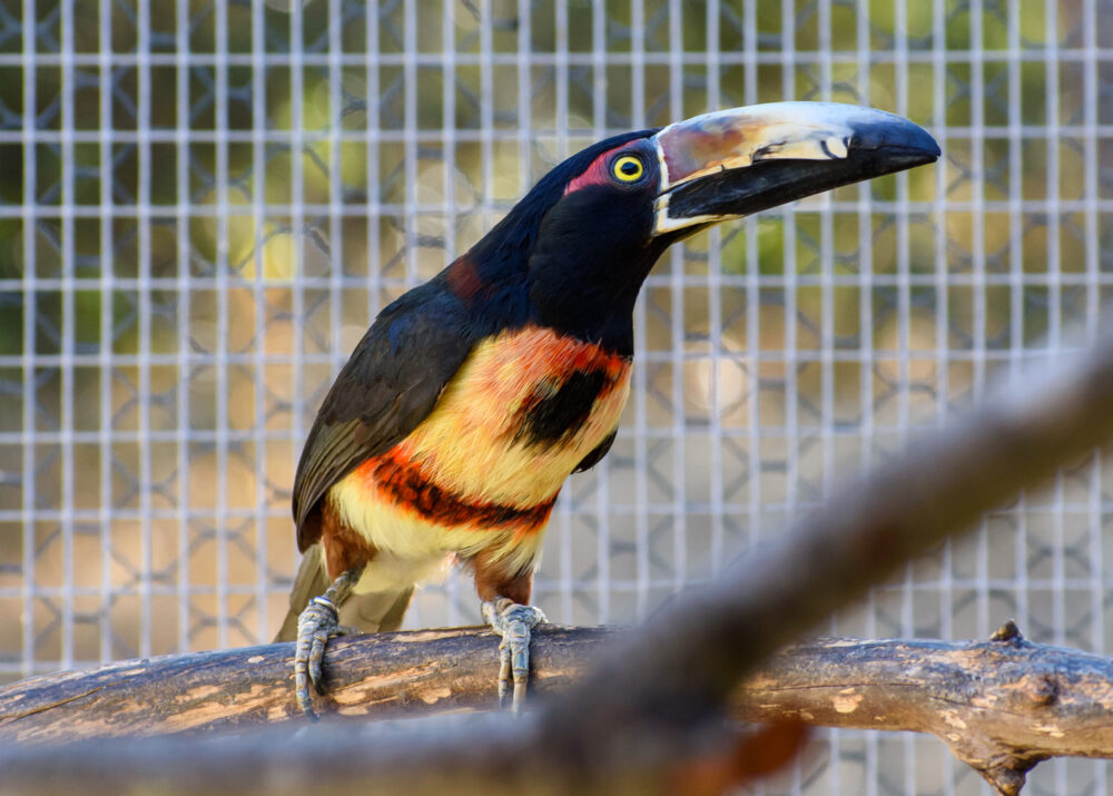 https://emeraldforestbirdgardens.com/wp-content/uploads/2025/07/DSC_3909-Collared-Aracari-1000x715.jpg