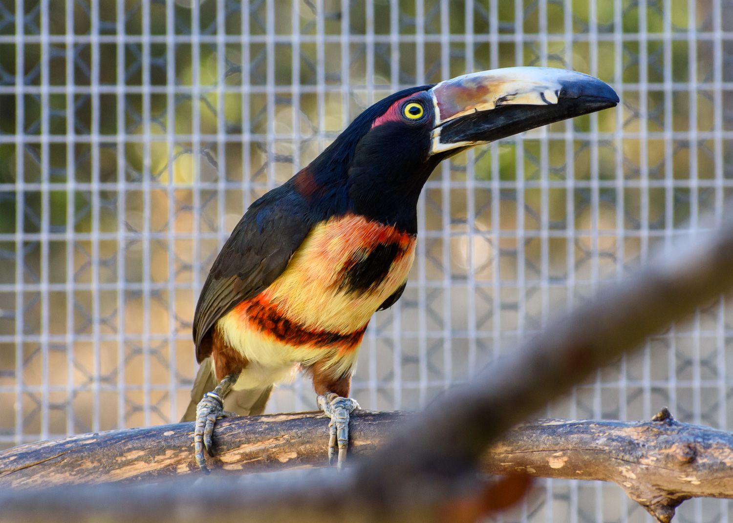 //emeraldforestbirdgardens.com/wp-content/uploads/2025/07/DSC_3909-Collared-Aracari.jpg