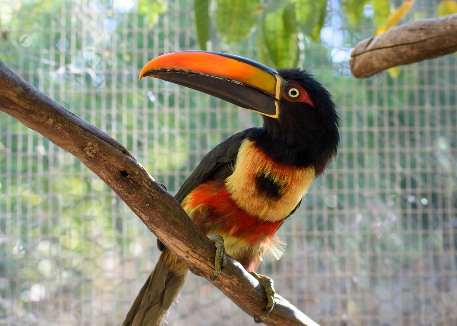 //emeraldforestbirdgardens.com/wp-content/uploads/2025/07/DSC_3953-Fiery-billed-Aracari.jpg