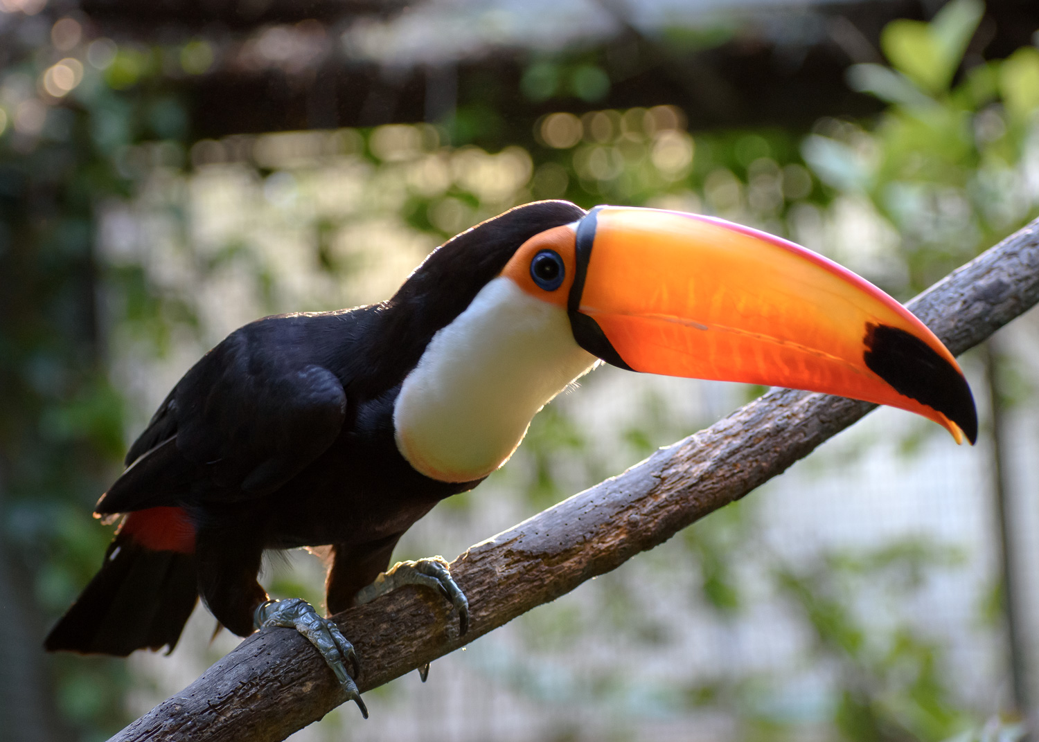 //emeraldforestbirdgardens.com/wp-content/uploads/2025/07/DSC_4038-Toco-Toucan.jpg