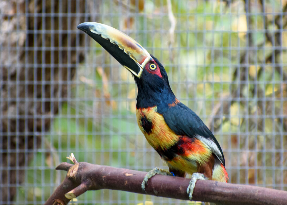 https://emeraldforestbirdgardens.com/wp-content/uploads/2025/07/DSC_4141-Venezuelan-Collared-Aracari-1000x715.jpg