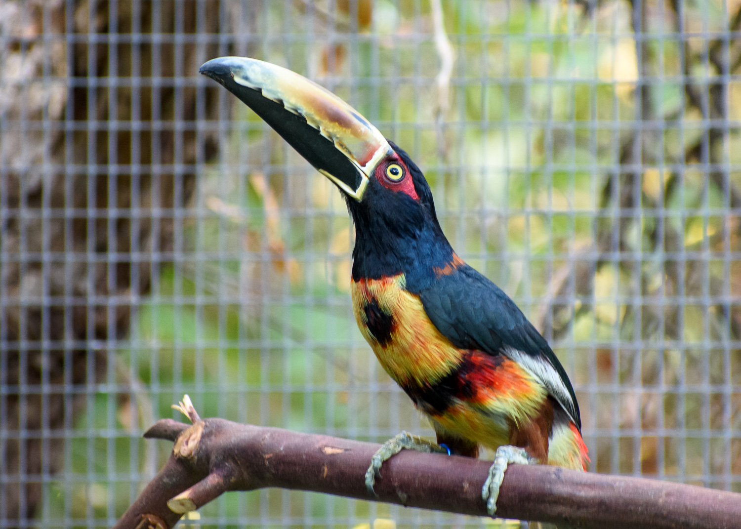 //emeraldforestbirdgardens.com/wp-content/uploads/2025/07/DSC_4141-Venezuelan-Collared-Aracari.jpg