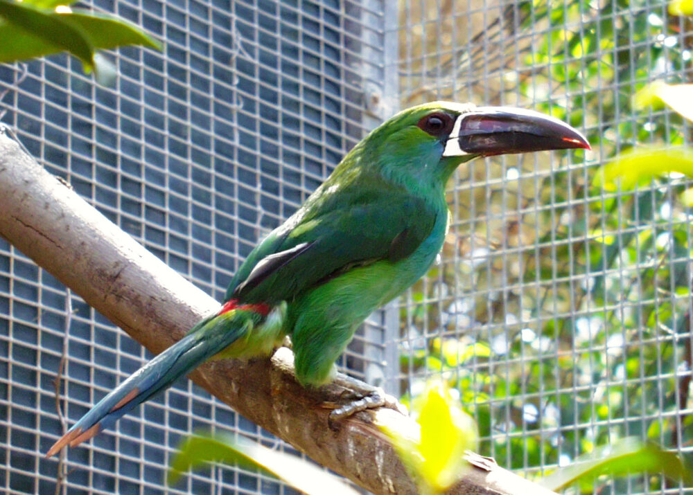 https://emeraldforestbirdgardens.com/wp-content/uploads/2025/08/CR-ENL-crop-1000x715.jpg