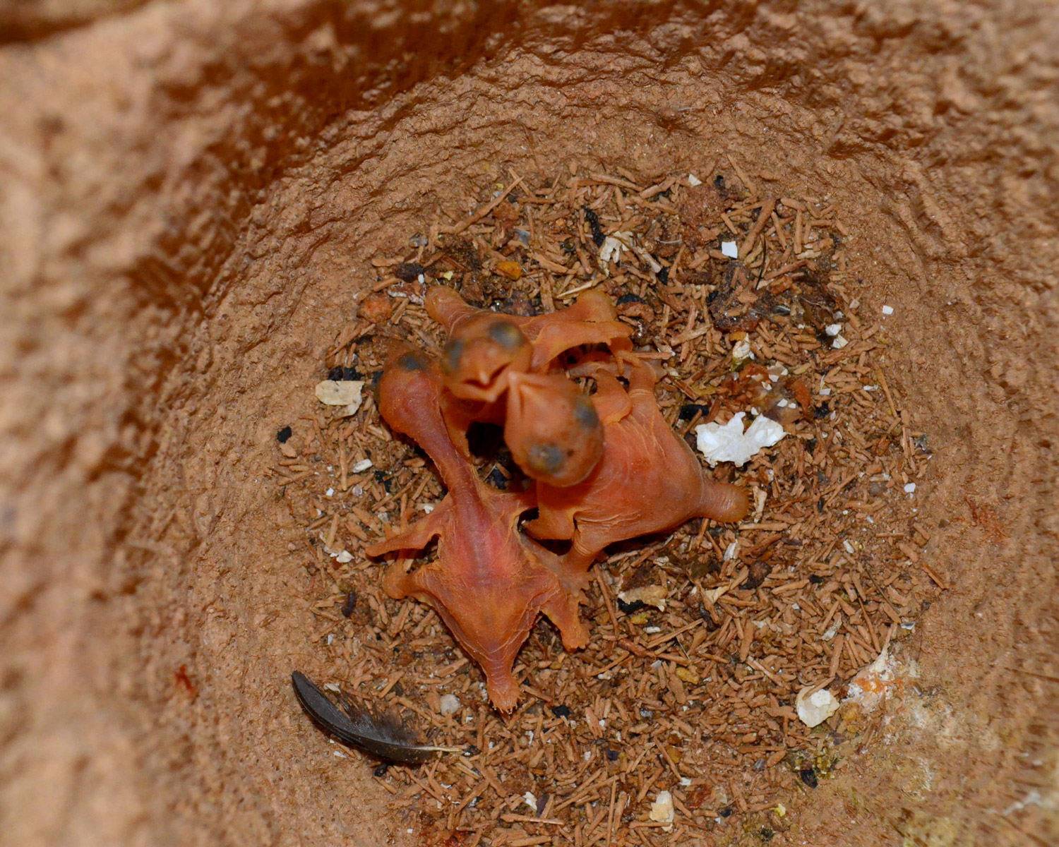 //emeraldforestbirdgardens.com/wp-content/uploads/2025/08/Curl-Crested-Aracaris-NEST-1.jpg