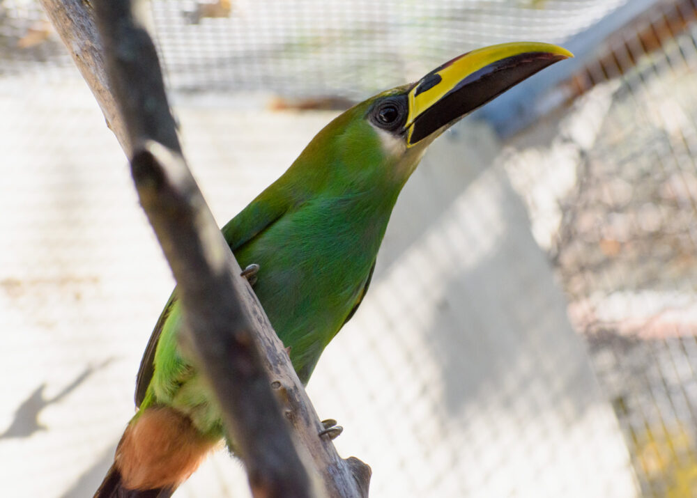 https://emeraldforestbirdgardens.com/wp-content/uploads/2025/08/DSC_3822-White-throated-Emerald-Toucanet-1000x715.jpg