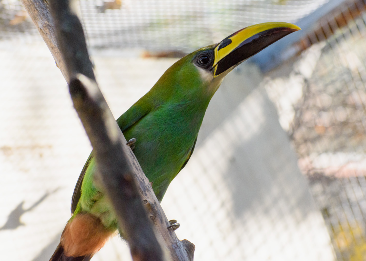 //emeraldforestbirdgardens.com/wp-content/uploads/2025/08/DSC_3822-White-throated-Emerald-Toucanet.jpg