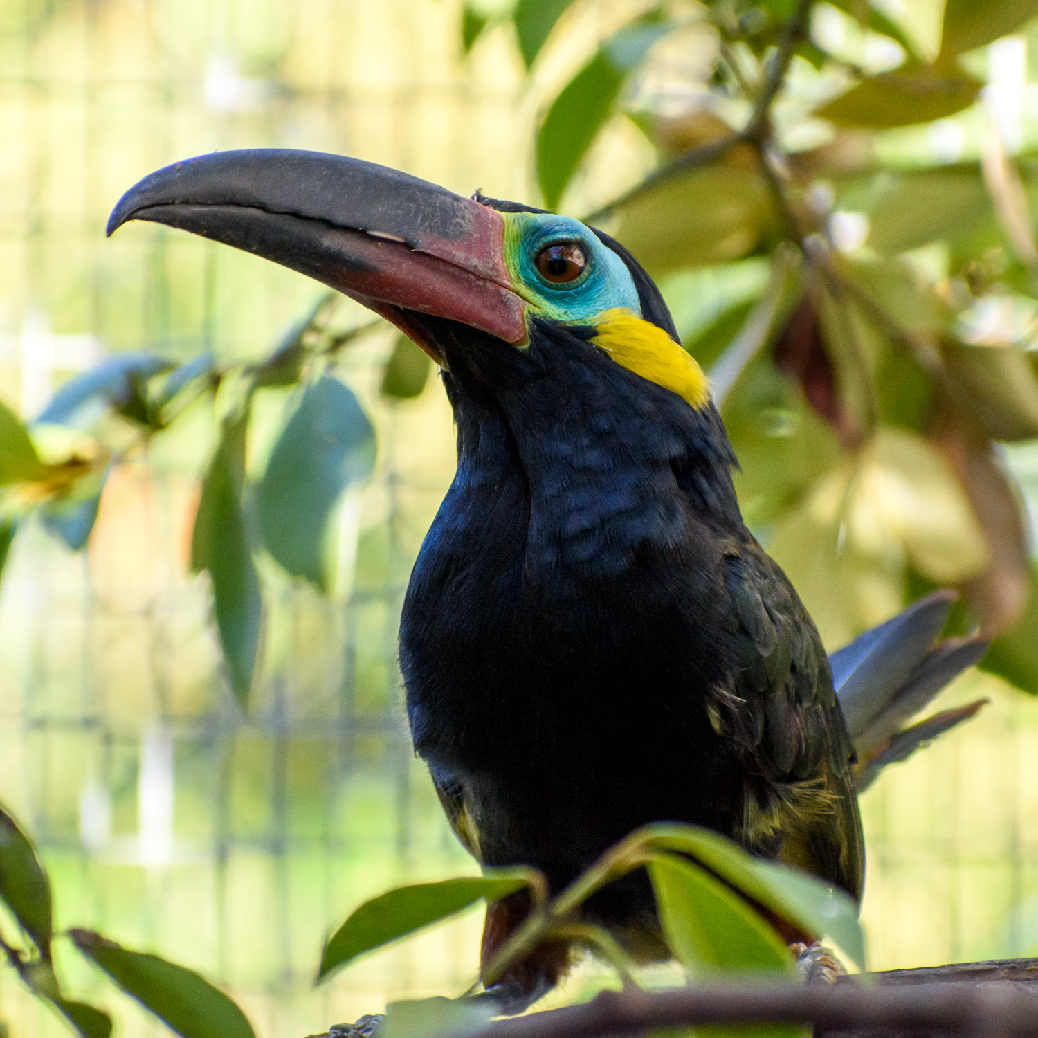 //emeraldforestbirdgardens.com/wp-content/uploads/2025/08/DSC_3875-Guyana-Toucanet-cc.jpg
