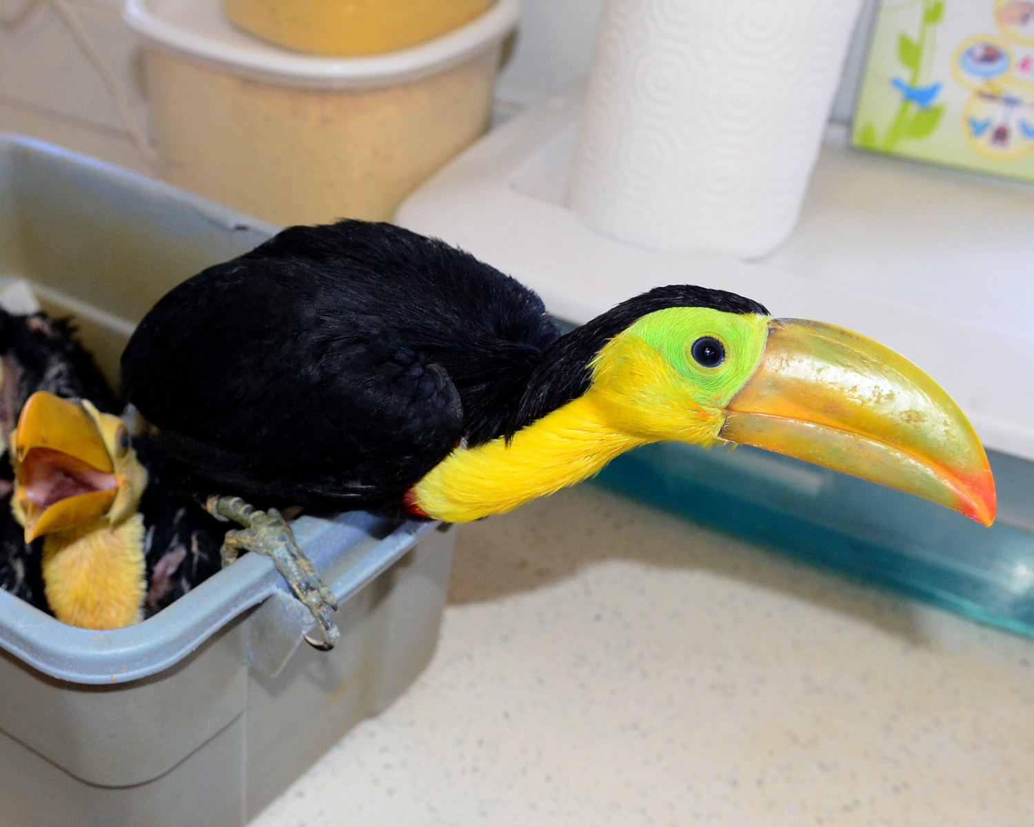 //emeraldforestbirdgardens.com/wp-content/uploads/2025/08/Keel-Bill-weaning-cc.jpg