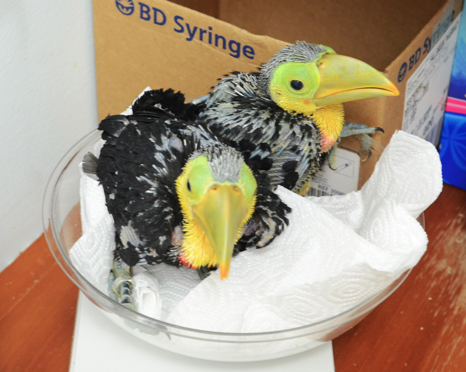 //emeraldforestbirdgardens.com/wp-content/uploads/2025/08/Keel-Bills-Growth-cc.jpg