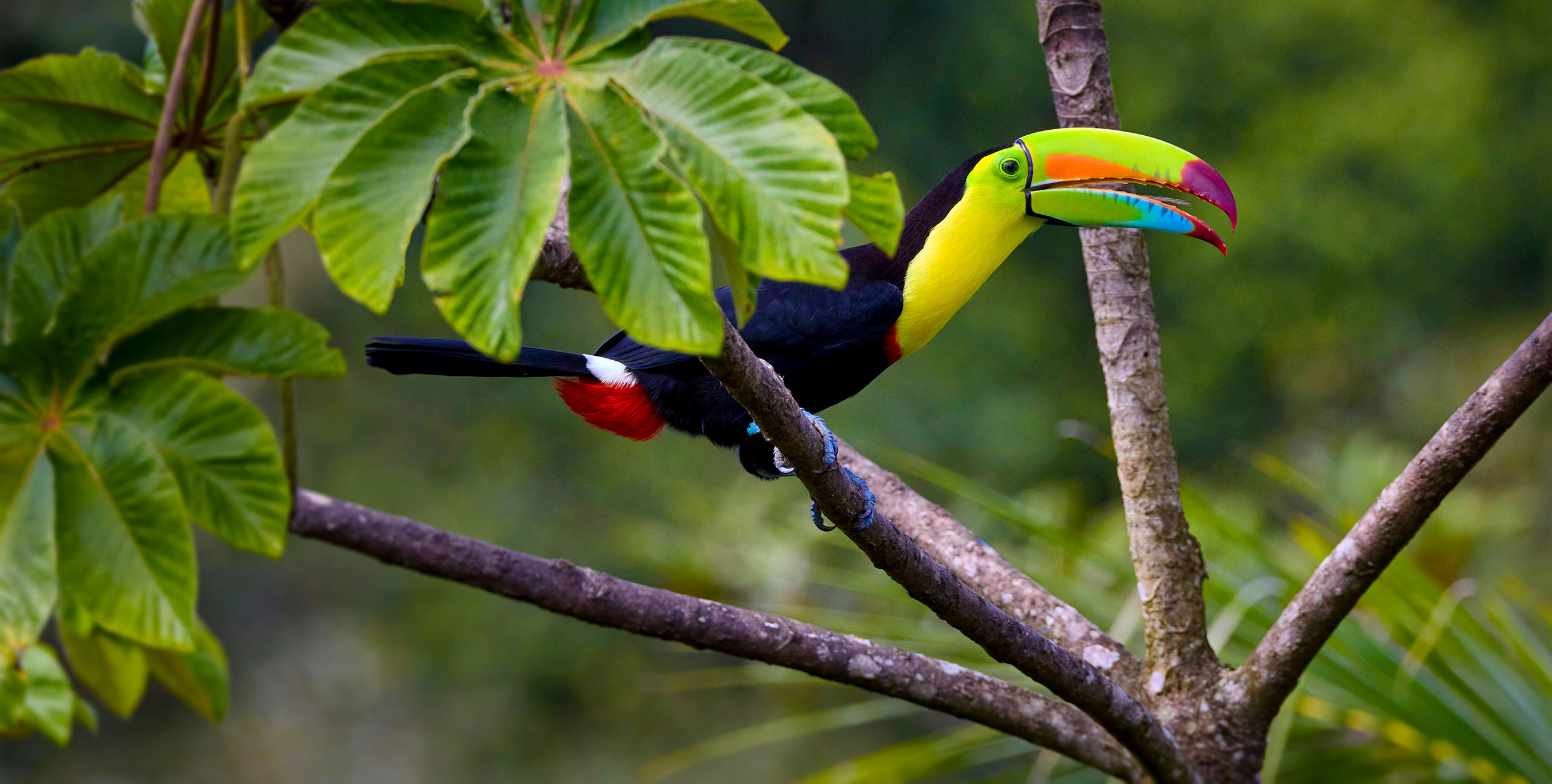 Leaders in Toucan Care