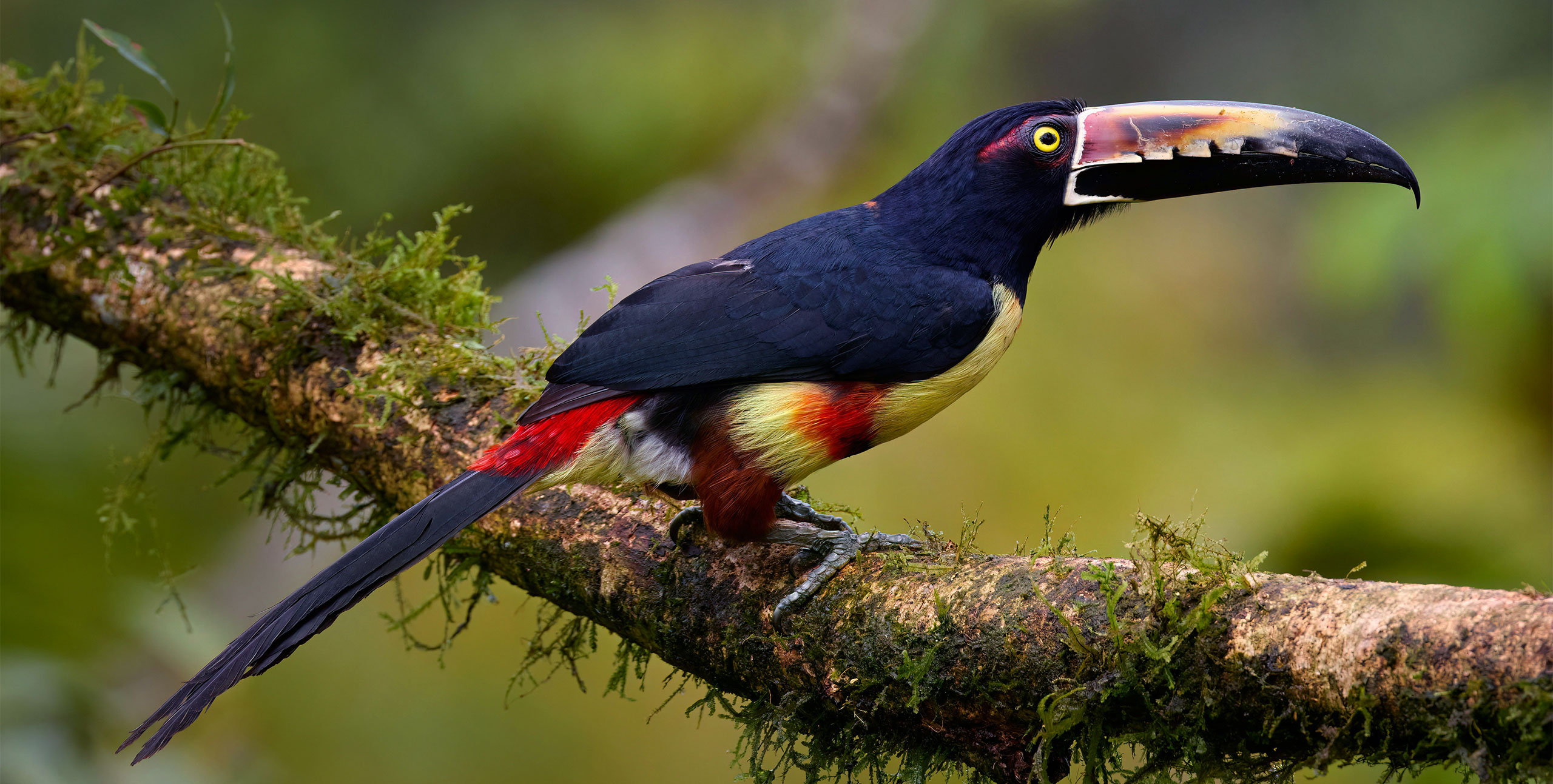 Choosing a Toucan