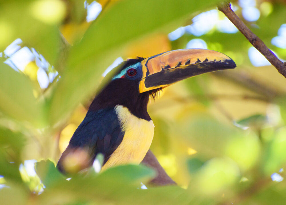 https://emeraldforestbirdgardens.com/wp-content/uploads/2025/09/DSC_3780-Lettered-Aracari-1000x715.jpg