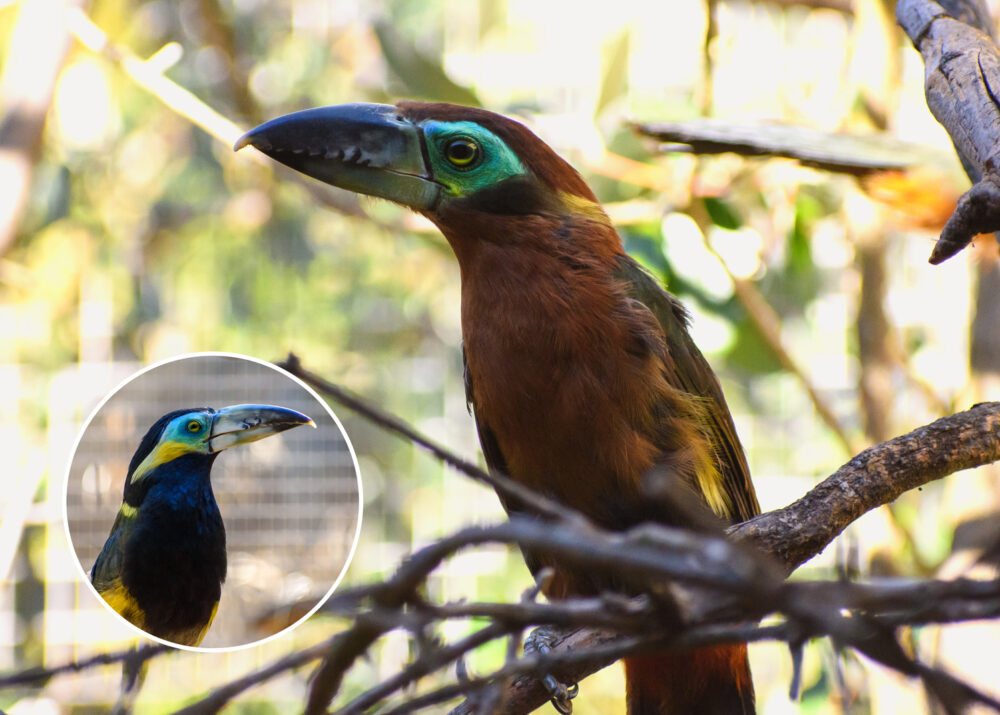 https://emeraldforestbirdgardens.com/wp-content/uploads/2025/09/DSC_3842-Golden-collared-Toucanet-1000x715.jpg