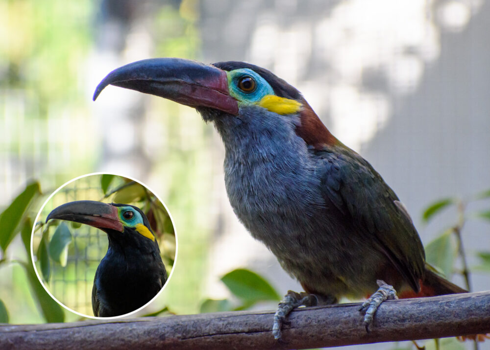 https://emeraldforestbirdgardens.com/wp-content/uploads/2025/09/DSC_3897-Guyana-Toucanet-2-1000x715.jpg
