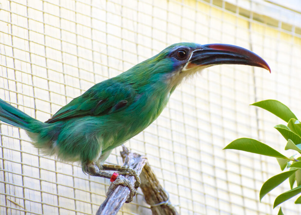 https://emeraldforestbirdgardens.com/wp-content/uploads/2025/09/DSC_3923-Groove-billed-Toucanet-1000x715.jpg