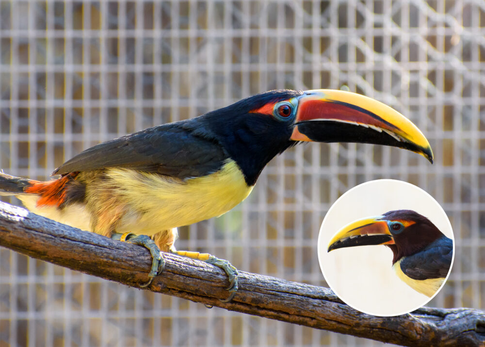 https://emeraldforestbirdgardens.com/wp-content/uploads/2025/09/DSC_3932-Green-Aracari-1000x715.jpg