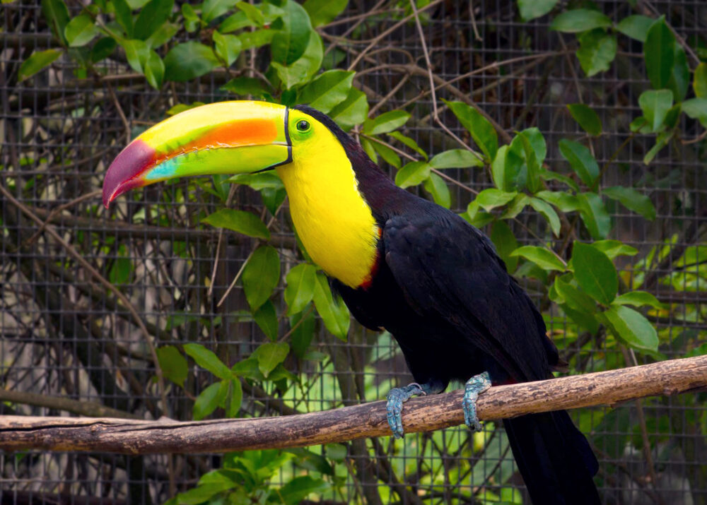 https://emeraldforestbirdgardens.com/wp-content/uploads/2025/09/IMG_8203-Keel-billed-Toucan-cc-1000x715.jpg