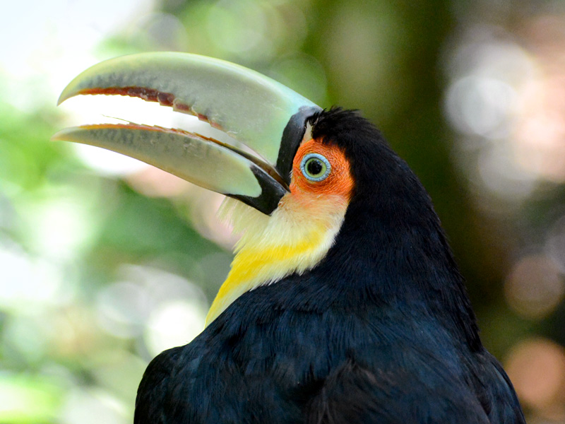 //emeraldforestbirdgardens.com/wp-content/uploads/2025/09/Red-breasted-toucan.jpg
